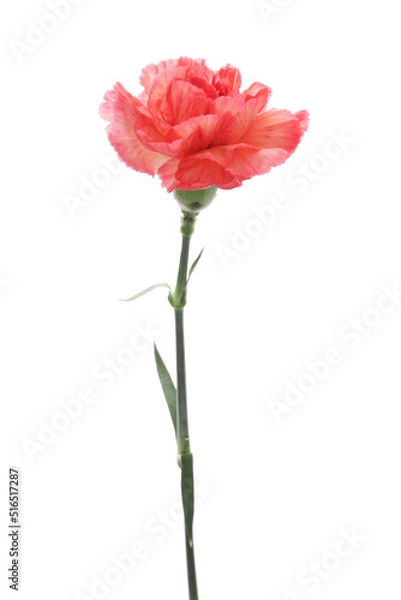 Obraz 桃色のカーネーション
