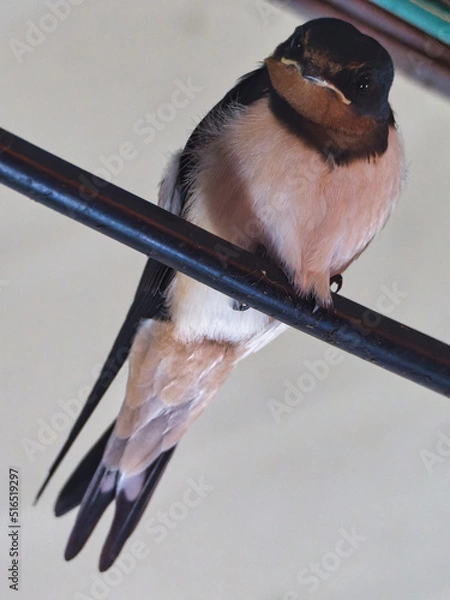 Obraz 귀여운 얼굴의 제비