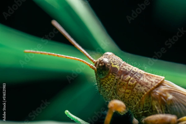 Obraz 葉っぱの先から見渡すバッタ