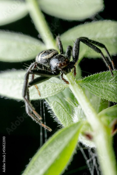 Obraz 獲物を狙う蜘蛛