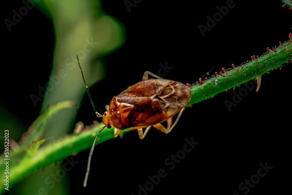 Obraz 茎を渡る羽虫