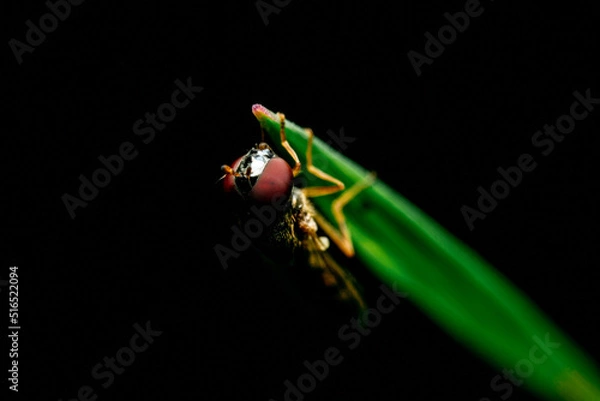 Obraz 葉先のアブ