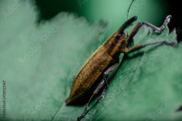 Obraz 隠れていた甲虫