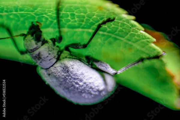 Obraz 葉のうらの白い甲虫