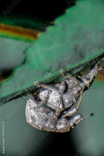 Obraz ヒメシロコブゾウムシ
