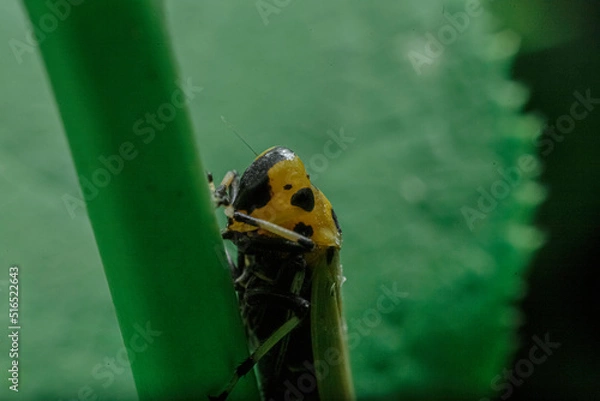 Obraz ツマグロオオヨコバイ