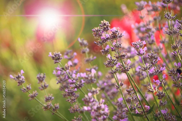 Fototapeta Beautifully blooming lavender in the garden, illuminated by the gentle rays of the sun.
Pięknie kwitnąca lawenda w ogrodzie, rozświetlona delikatnymi promieniami słońca.