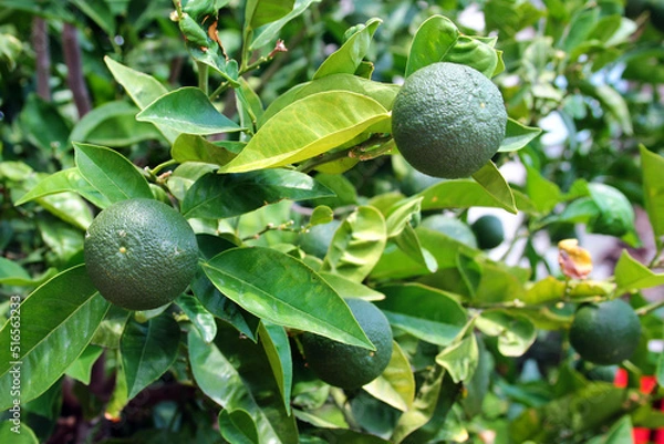 Obraz Unripe green oranges on a tree