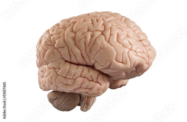 Obraz Gehirn auf weiss
