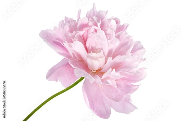 Obraz Pink peony flower