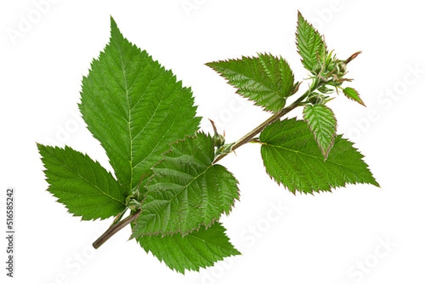 Obraz Blackberry leaf bunch