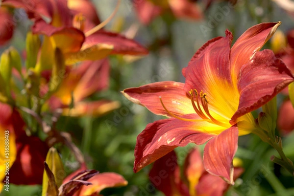 Obraz オレンジ色のノカンゾウの花	