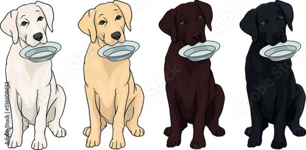 Obraz Hungry labrador, cane corso, doggo argentino, sitting, holding a bowl in his teeth drawing vector illustration, dark, black, creamy, white, chocolate, dog, puppy, 
