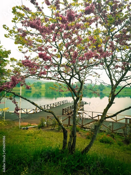 Obraz spring in the park