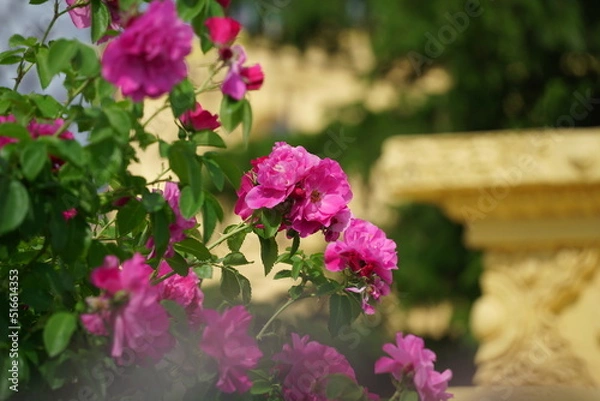 Fototapeta Summer Blooms