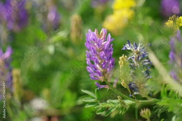 Fototapeta Summer Blooms