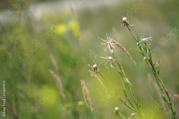 Fototapeta Summer Blooms