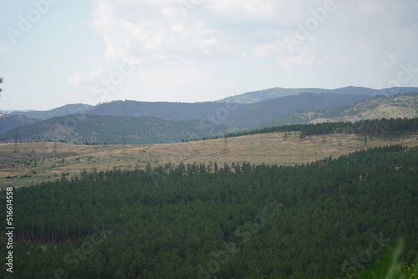 Fototapeta Summer Blooms