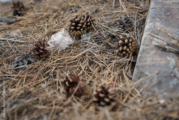 Fototapeta Summer Blooms