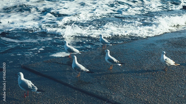 Fototapeta Seagulls on the pier next to the sea