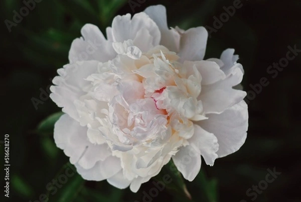 Obraz white peony flower