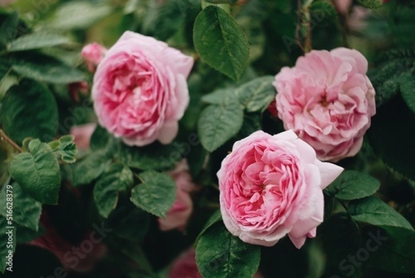 Obraz pink roses in garden