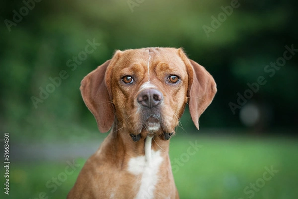 Fototapeta Portuguese pointer