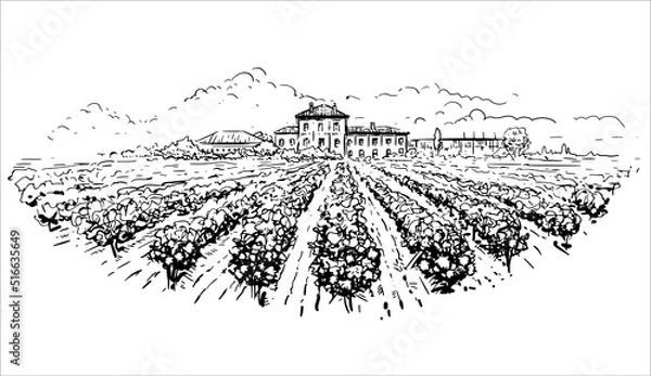 Fototapeta Rows of vineyard grape plants and winery farmhouse on the background in graphic style landscape engraving.