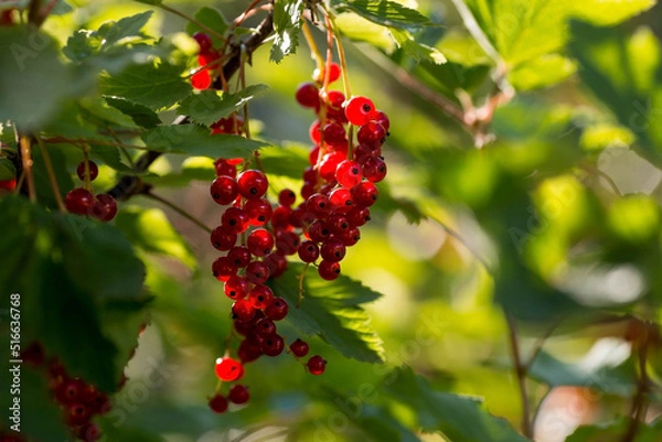 Fototapeta Red currant on a bush branch in the garden at dawn. The glow from the sun. Garden useful summer berry. The concept of healthy eating.  Vitamins and diet.
