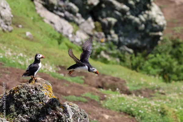 Obraz atlantic puffin mid flight