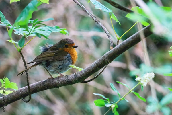 Fototapeta robin on branch