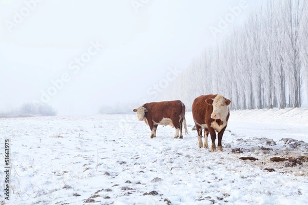 Obraz two cows on winter pasture