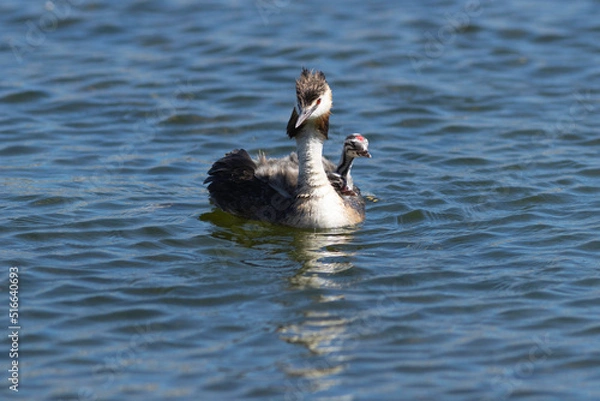 Fototapeta great crested grebe and chicks