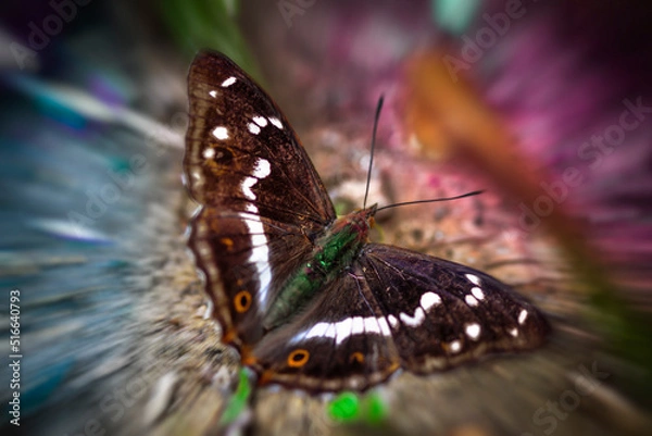 Obraz butterfly on a leaf