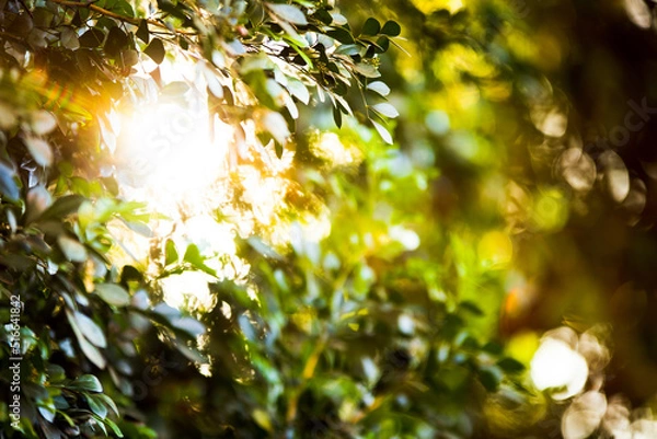 Obraz Peculiaridades da natureza