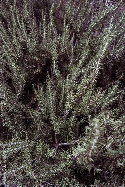 Obraz Rosemary