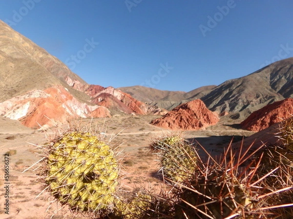 Obraz cactus en el desierto 