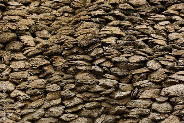 Obraz texture of a tree bark