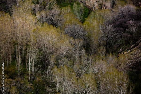 Obraz the grass in the mountains