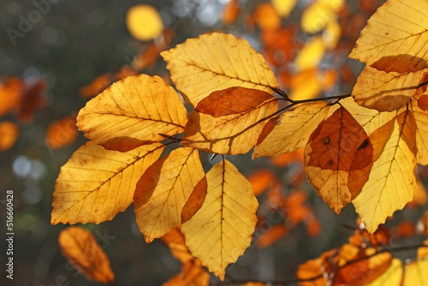 Fototapeta Beech leaves on a tree in autumn