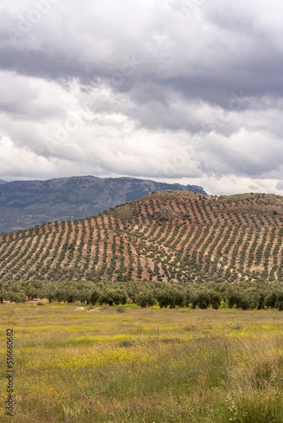 Fototapeta Andalusian countryside with slopes of small mountains covered with olive trees on a cloudy day