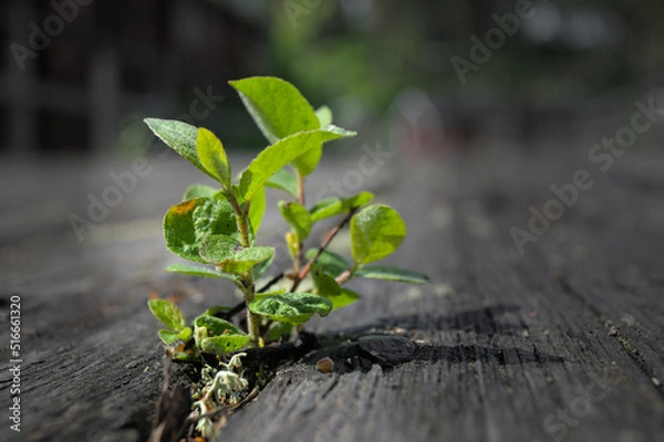 Fototapeta The sprout of the tree sprouted through the old wooden beams.