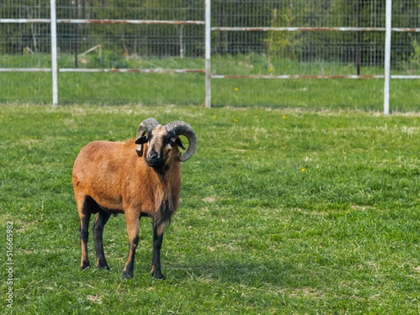Fototapeta West African dwarf domestic sheep or jallonke. Cameroonian sheep is grazing in paddock.