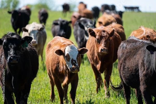 Obraz A herd of cows, steers, heifers and bull on green grass meadow. Pasture raised, responsible beef operation. 