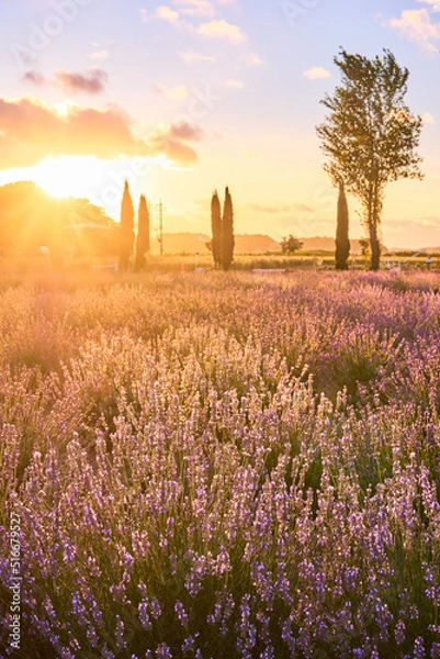 Obraz ラベンダー畑とポプラ並木の夕日　佐倉ラベンダーランド