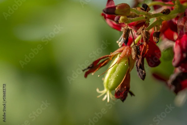 Fototapeta The flowers of the bilimbi plant are small, red and clustered, the background of the green leaves is blurry