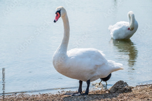 Fototapeta Graceful white Swan with a red beak stands on the bank of a pond