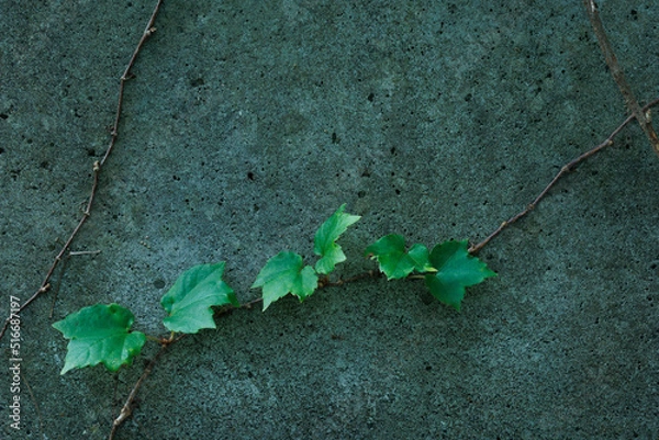 Obraz 蔦とコンクリート