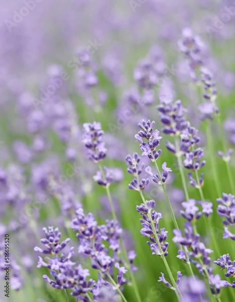 Fototapeta Background from violet lavender in the garden