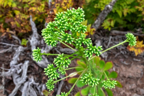 Fototapeta Close up top view of blossoming Aeonium Urbicum Saucer plants; an evergreen succulent in the Crassulaceae family. Fauna of Anaga tropical forest in Afur, Tenerife, Canary Islands, Spain, Europe